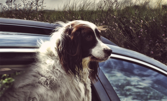 Entspannt im Auto mit Hund Entspannt im Auto mit Hund